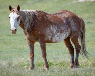 2006 Mare, Dolly