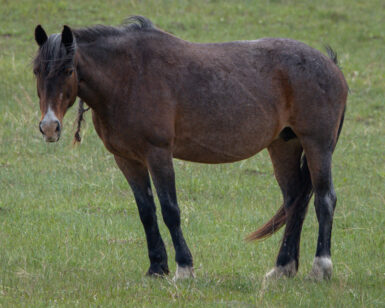 2006 Mare, Ember's Girl