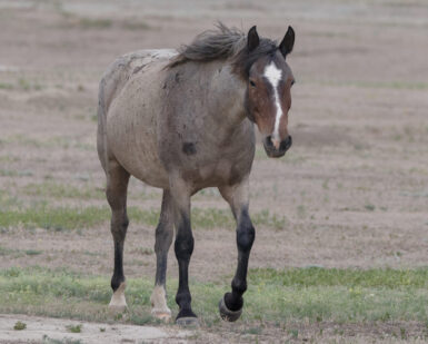 2013 Mare, Justice